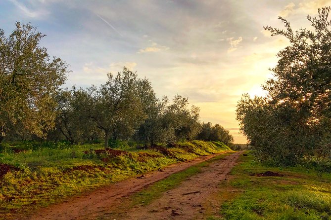 Olive Oil Farm Tour with Tasting from Seville - Price and logistics: is $107.41 worth it?