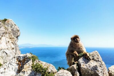 Premium private trip to Gibraltar from Seville (multiple options) - Pickup and the ride: comfortable, but pay attention to who’s driving
