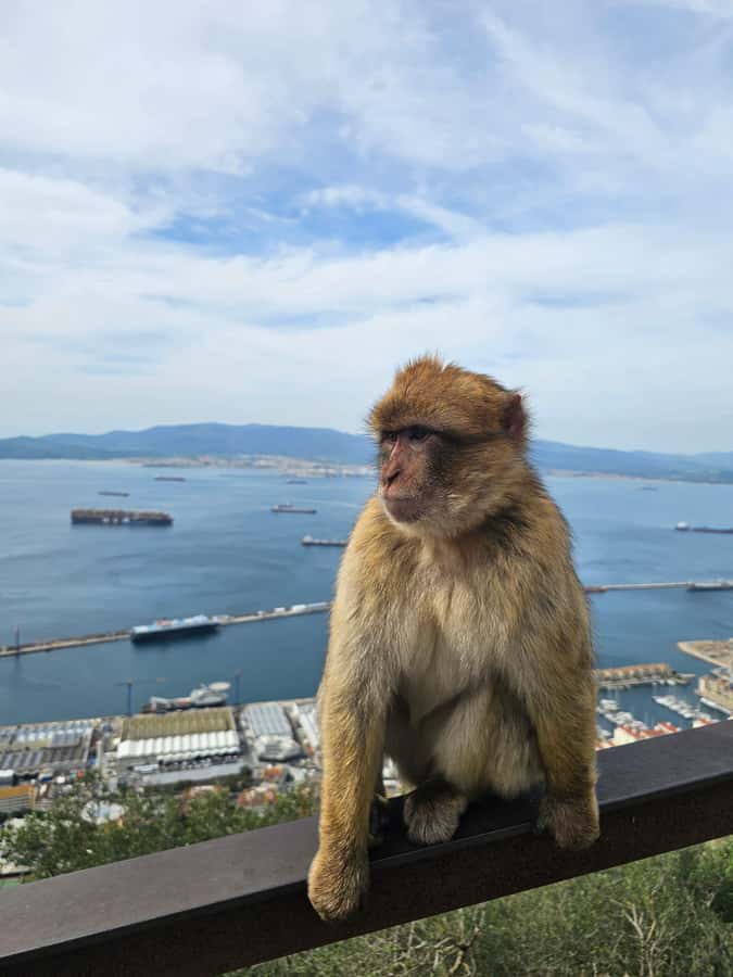 Private Day Trip: Gibraltar & (Tangier) Morocco from Seville - La Línea to Gibraltar Rock: Border Area Breaks and the Big View Moment