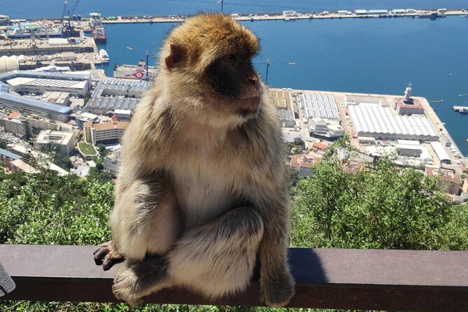 Private Tour: Day through Gibraltar and Morocco, Tangier from Seville - Souk shopping, lunch breaks, and what to watch for