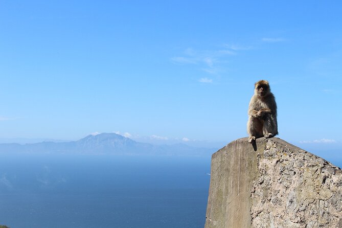 Private Tour: Day through Gibraltar and Morocco, Tangier from Seville - Bahía de Cádiz natural park bird-stop on the way back