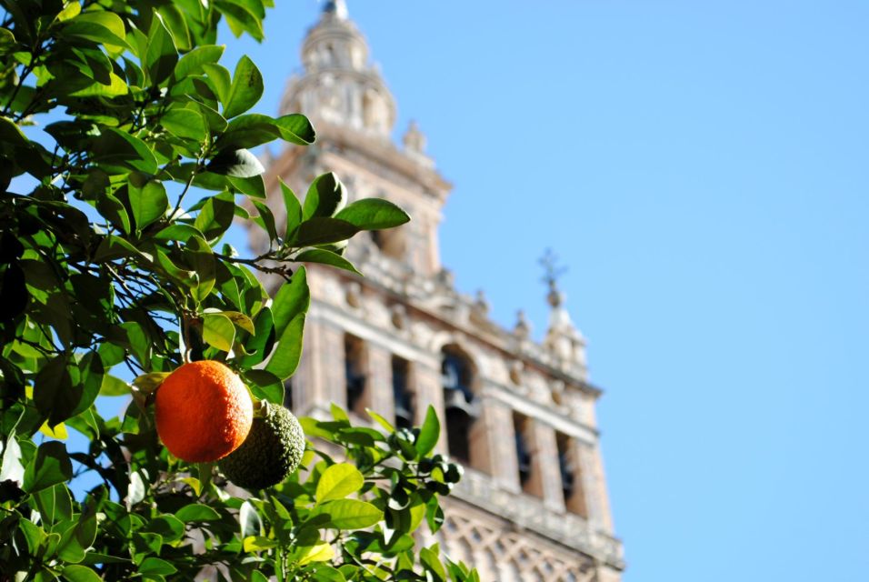 Seville 4-Hour Guided Walking Tour - Setas de Sevilla (Metropol Parasol): The Panoramic Finish