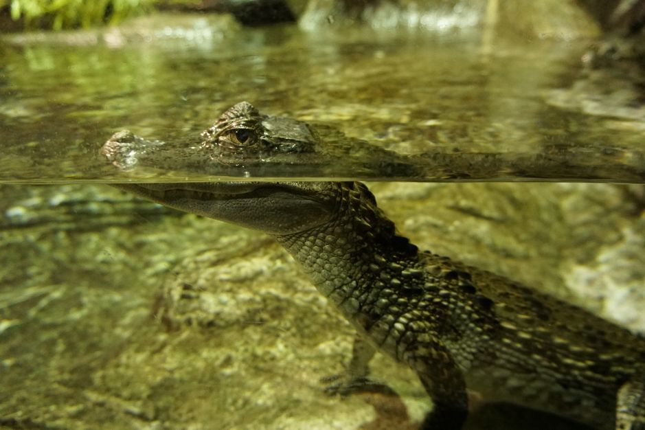 Seville Aquarium Admission Ticket - Food, Coffee, and the Gift Shop: What to Plan for After Your Walk