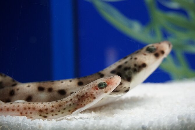 Seville Aquarium Admission Ticket - Magellan’s Voyage Theme: Why This Aquarium Feels Different