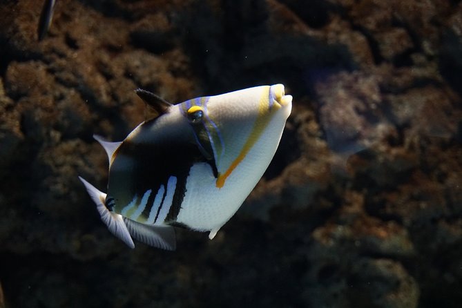 Seville Aquarium Admission Ticket - The 9-Meter Shark Tank: The Showpiece You Shouldn’t Rush