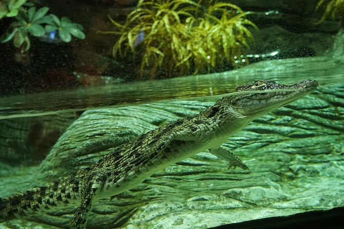 Seville Aquarium Admission Ticket - The Axolotl Installation: A Conservation Stop That’s Actually Interesting