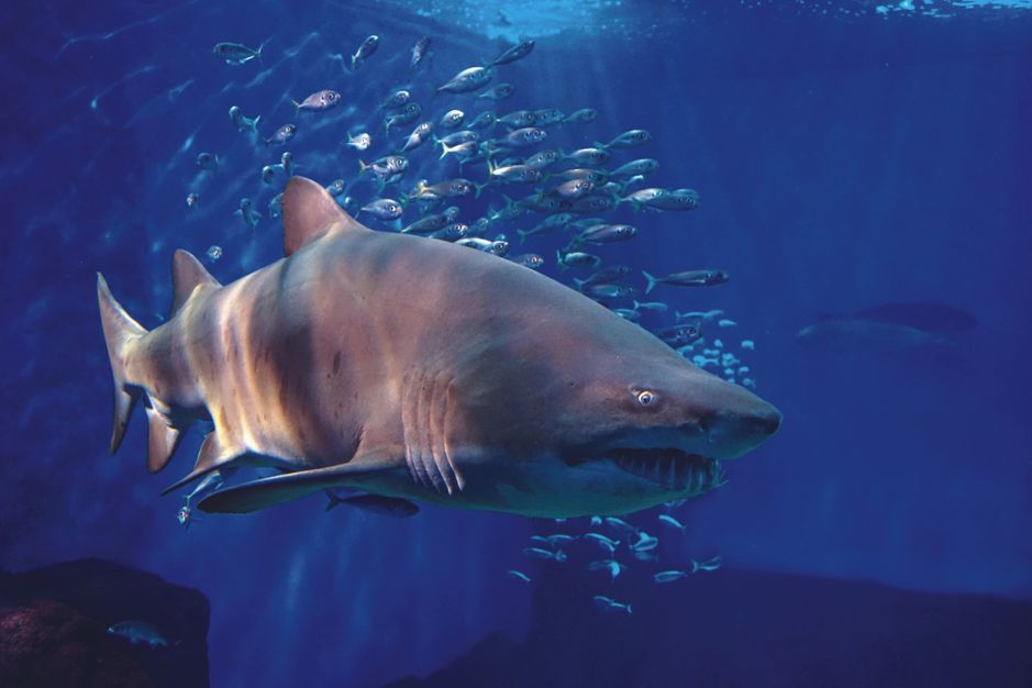 Seville Aquarium Admission Ticket - Getting There in Seville: Simple Options from Central Areas
