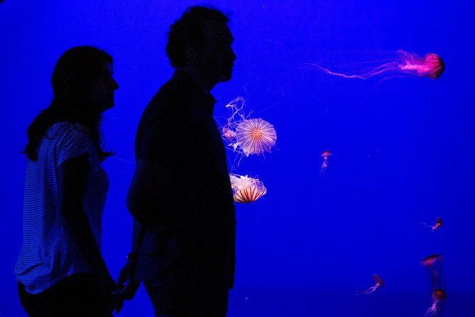 Seville Aquarium Admission Ticket - Price and Value: $20 for 90 Minutes of Real Animal Watching