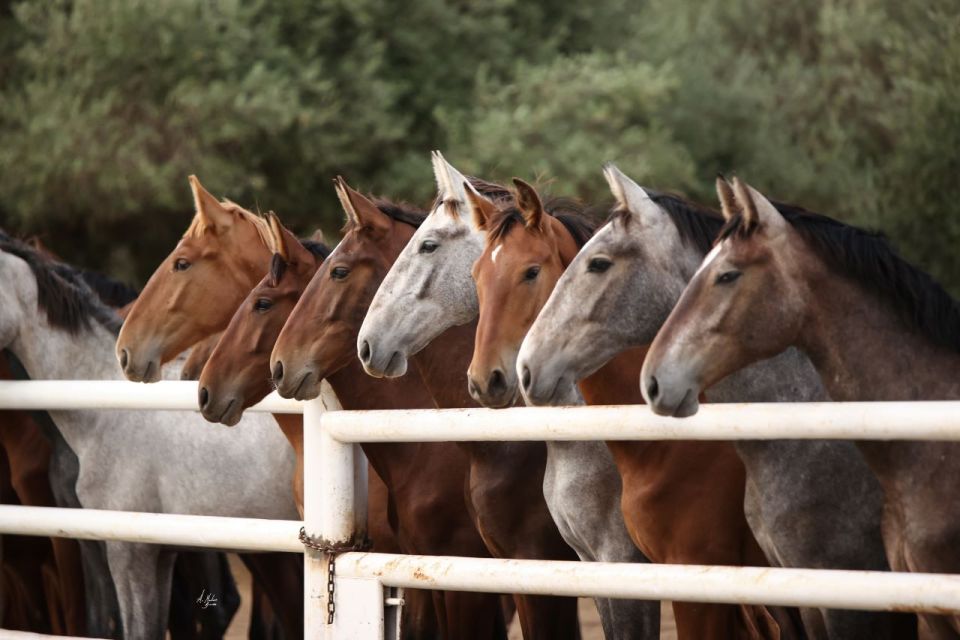 Seville: Horse's Show Entry Ticket. Optional Stud Farm Visit - Who should book, and who might skip