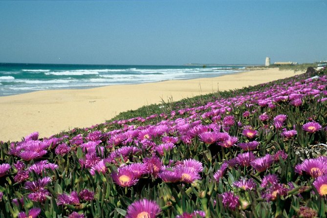 Spain's Best Beaches Day Trip from Seville - Why the early start is the secret ingredient