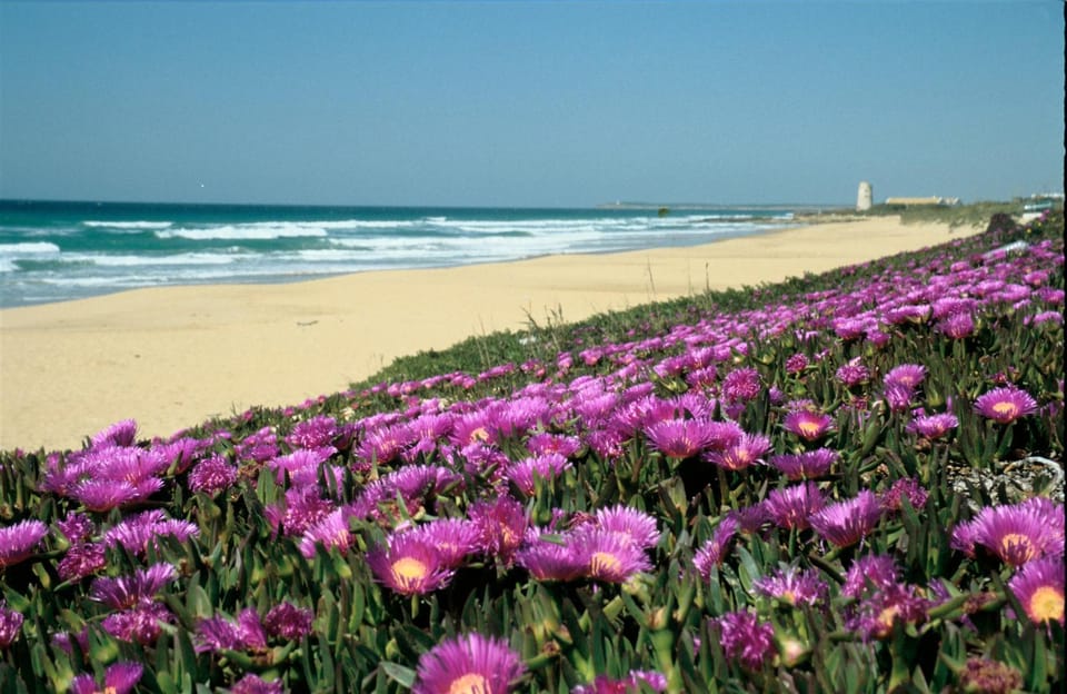 Spain's Best Beaches: Day-Trip from Seville - Baelo Claudia Roman Ruins by the Sea