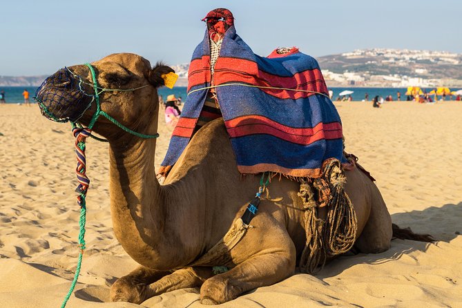 Tangier (Morocco) Day Trip from Seville with Local Guide - A ferry across the Strait of Gibraltar: the best intro to Morocco